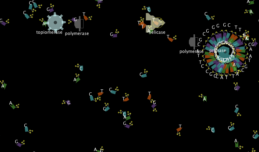 DNA Replication Fork preview image