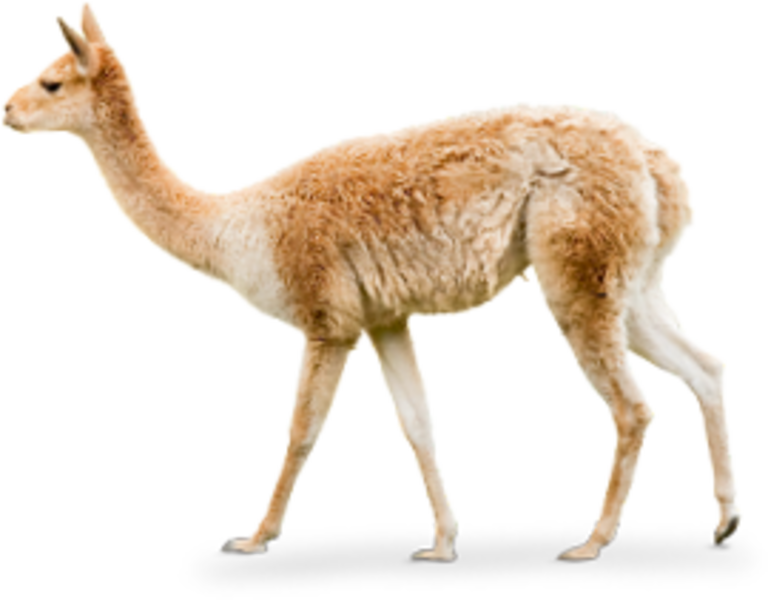 Vicuñas_pasto preview image